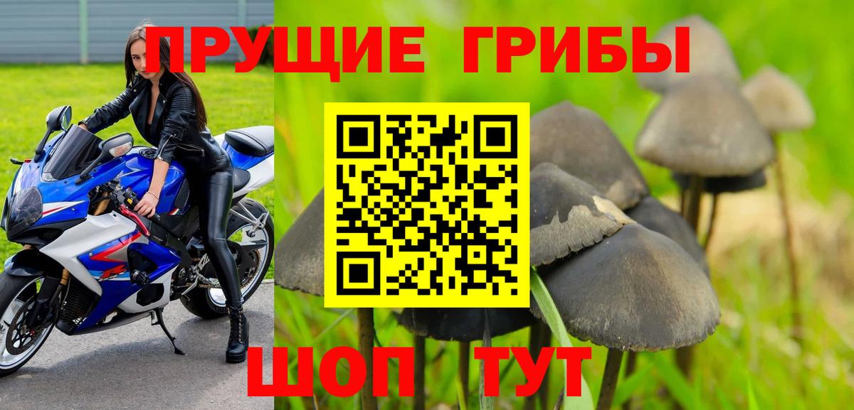где купить   Вход с VPN  Чернушка  Псилоцибиновые грибы Cubensis 